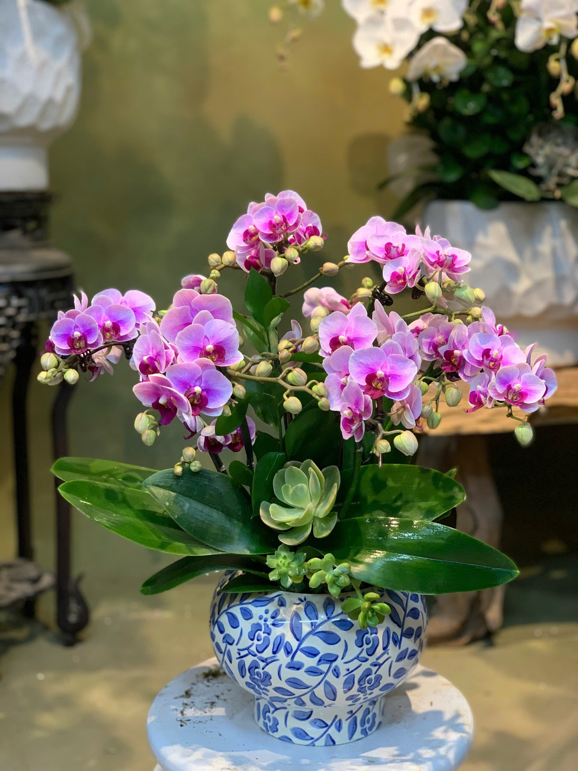 Chậu Lan Hồ Điệp Mini Hồng Tiểu Cảnh